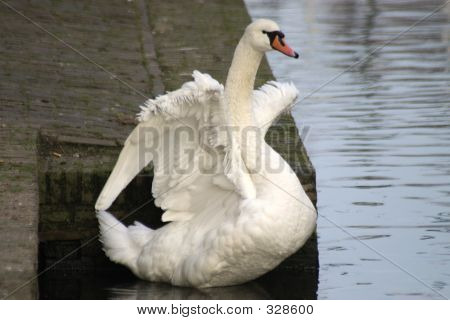 Swan Stretch