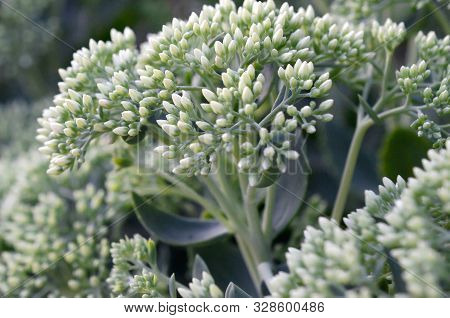 Lot Of Blooming Hylotelephium Telephium White Flowers With Green Leaves And Stems