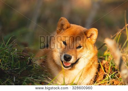 Beautiful And Happy Shiba Inu Dog Lying On The Grass In The Forest At Golden Sunset. Cute Red Shiba 