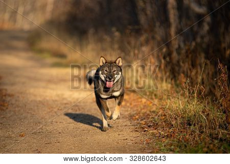 Shikoku Dog Running Fast In The Forest At Sunset. Rare Japanese Shikoku Dog Having Fun In Autumn