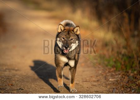 Shikoku Dog Running Fast In The Forest At Sunset. Rare Japanese Shikoku Dog Having Fun In Autumn