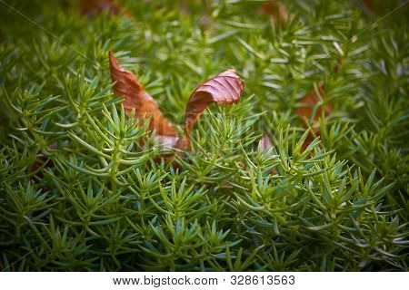 Close-up Green Stonecrop And Fallen Autumn Leaf, Selective Focus