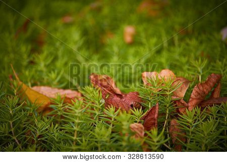 Close-up Green Stonecrop And Fallen Autumn Leaf, Selective Focus