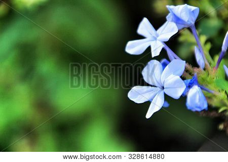 Beautiful Blue Plumbago Auriculata Flowers In The Garden