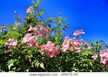 Beautiful Pink Podranea Ricasoliana Flowers In The Garden Under Blue Sky