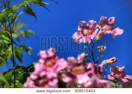 Beautiful Pink Podranea Ricasoliana Flowers In The Garden Under Blue Sky