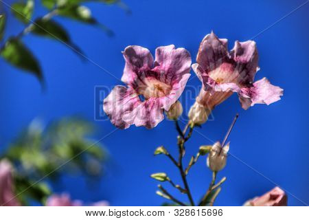 Beautiful Pink Podranea Ricasoliana Flowers In The Garden Under Blue Sky