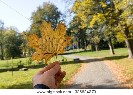 Yellow Leaf Oif Maple In My Hand