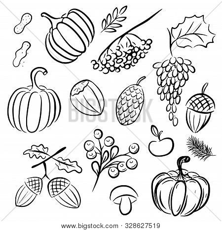 Ink Hand Drawn Set Of Autumn Leaves, Rowan Berries, Ripe Pumpkins, Acorns.
