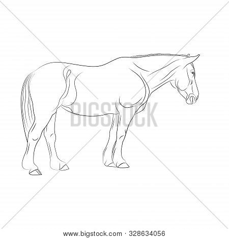 One Horse Is Isolated On A White Background, Line Art.