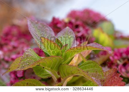 Green Hydrangea Leaves Changing Color In Autumn, Close Up, With Flowers On Background, After Rain
