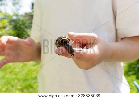A Child Holding An Edible Snail Fructicicola Fruticum Close Up In Hand, Sunny Day In Summer Time