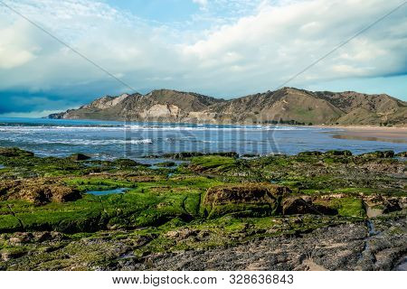Grren Seaweed And Slime Growing On The Rocks At The Coast At Kaiaua Bay North On Tolaga Bay
