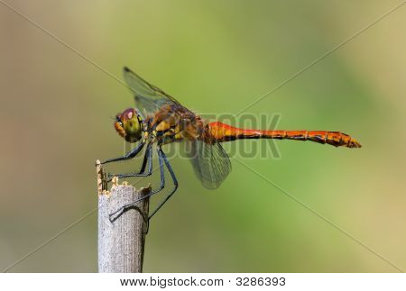 Dragonfly
