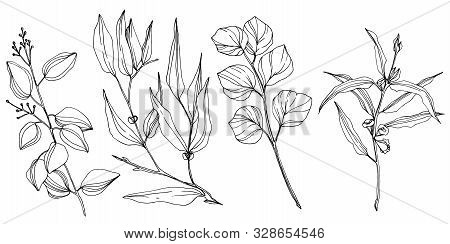 Vector Eucalyptus Tree Leaves. Black And White Engraved Ink Art. Isolated Eucalyptus Illustration El