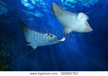 Two Eagle Ray Myliobatidae With His Wing Fully Opened And Flying In Sea Depth
