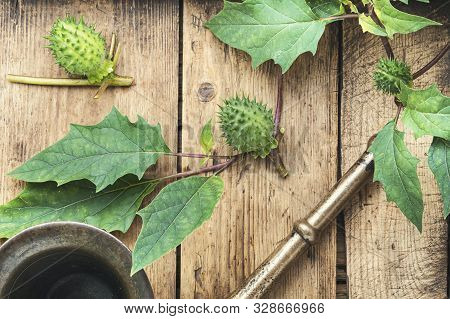 Datura In Herbal Medicine