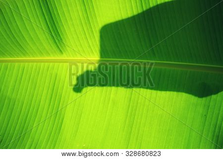 In Selective Focus Vein Pattern Of A Tropical Banana Palm Leaf With Warm Light And Shadow For Backgr