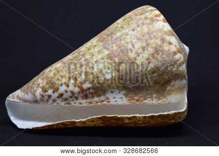 Large Conch Of Strombus Bobonius Side View On Black Background. Natural Seashell Of Prehistoric Site