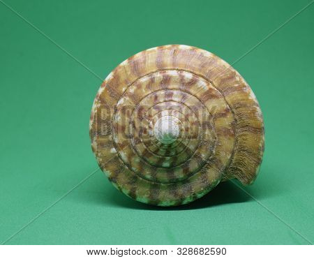 Large Conch Of Strombus Bobonius Front View On Green Background. Natural Seashell Of Prehistoric Sit