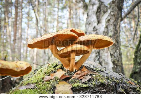 Poisonous Mushrooms - False Honey Agarics (hypholoma Fasciculare) On The Rotten Trunk Of A Birch. Th