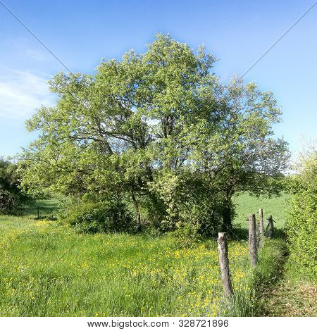 Green Tree In A Weadow With A Blue Sky