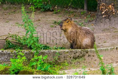 Portrait Of A Capybara, Worlds Largest Cavy Specie, Tropical Rodent From South America