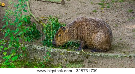 Capybara Eating Leaves From A Tree Branch, Worlds Largest Rodent Specie, Tropical Cavy From South Am