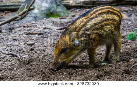 Baby Wild Boar In Closeup, Piglet Grubbing In The Earth, Common Swine Specie From The Forest Of Eura