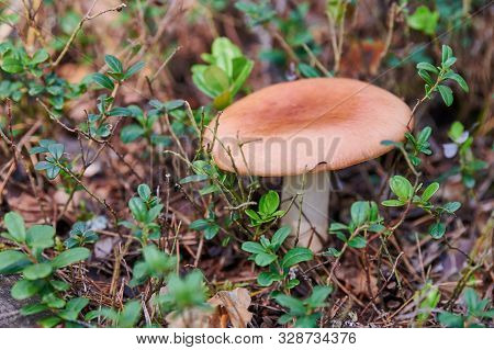 Russula Mushroom In Forest. Beautiful Little Edible Fungus. Seasonal Collect Of Edible Mushrooms