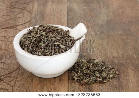Mousear herb leaf in a mortar with pestle used in herbal medicine to treat bronchitis, whooping cough, asthma and coughs. Can help with fluid retention, intestinal gas & colic. Piloseller officinarum.