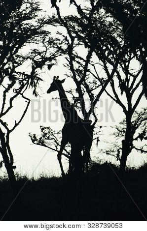 Silhouette Of The Profile Of A Giraffe Watching Through Trees On The Savanna Of Tarangire National P