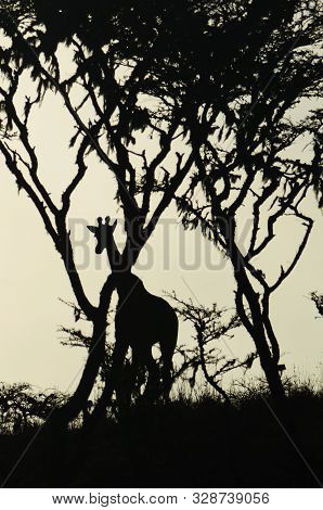 Silhouette Of A Watchful Giraffe On The Savanna In The Midst Of Trees In Tarangire National Park In 