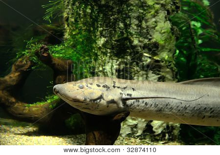 Protopterus peixes no aquário