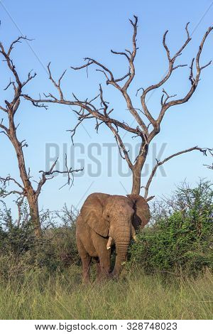 African Bush Elephant In Dead Tree Scenery In Hlane National Park, Swaziland ; Specie Loxodonta Afri