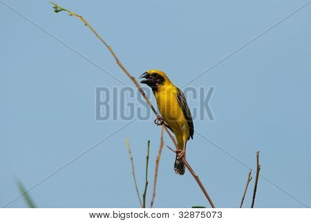 Mężczyzna Azji Weaver złoty