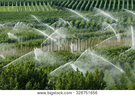Irrigation Of Orchards In Italy (schlanders, South Tyrol) On A Sunny Day In Summer