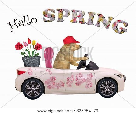 The Dog In A Red Cap Drives A Car Painted With Beautiful Pink Flowers With A Basket With Roses And T