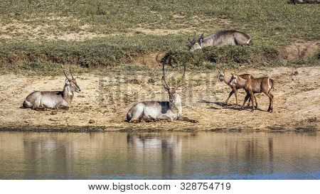 Common Waterbuck Small Group On Lake Side In Kruger National Park, South Africa ; Specie Kobus Ellip