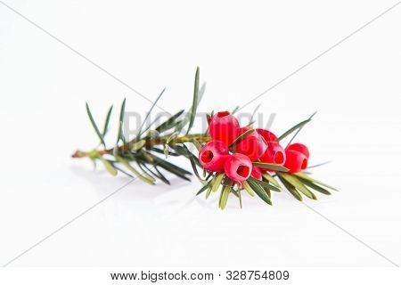 The Common Yew (taxus Baccata) Twig With Red Arils On A White Background