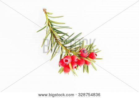 The Common Yew (taxus Baccata) Twig With Red Arils On A White Background