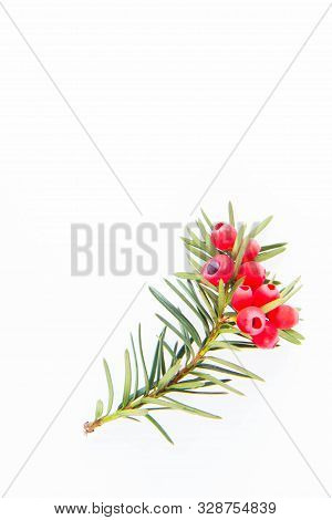 The Common Yew (taxus Baccata) Twig With Red Arils On A White Background