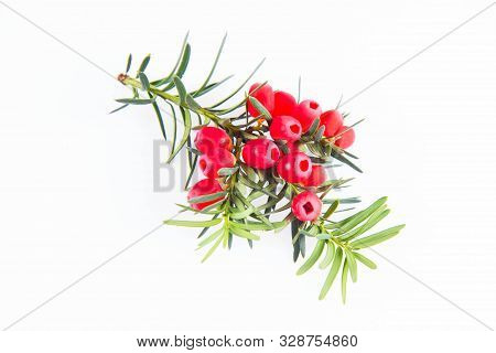 The Common Yew (taxus Baccata) Twig With Red Arils On A White Background