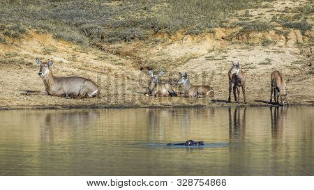 Common Waterbuck Small Group On Lake Side In Kruger National Park, South Africa ; Specie Kobus Ellip