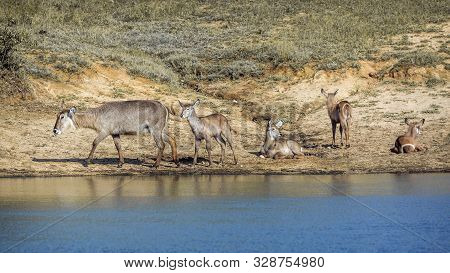 Common Waterbuck Small Group On Lake Side In Kruger National Park, South Africa ; Specie Kobus Ellip