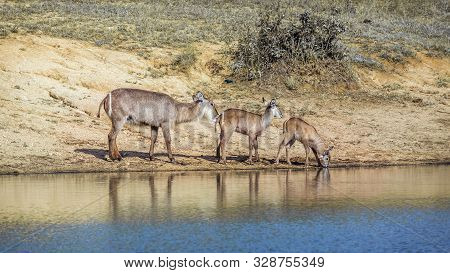 Common Waterbuck Female And Two Young On Lake Side In Kruger National Park, South Africa ; Specie Ko