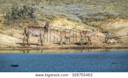 Common Waterbuck Female And Three Young On Lake Side In Kruger National Park, South Africa ; Specie 