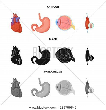 Vector Design Of Body And Human Icon. Set Of Body And Medical Vector Icon For Stock.