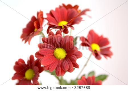 Chrysanthemen auf dem display