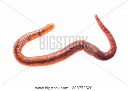Macro Shot Of Red Worm Dendrobena, Earthworm Live Bait For Fishing Isolated On White Background.